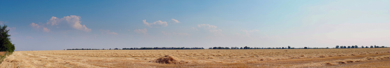 Fototapeta premium Panorama Beautiful dry stubble on the field against the sky