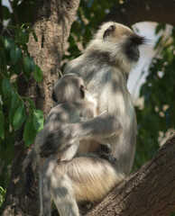 Southern plains gray langurs Semnopithecus dussumieri. Female and her cub. Sasan. Gir Sanctuary. Gujarat. India.