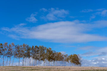 北海道美瑛の丘