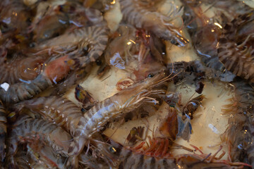 Fresh shrimp at the fish market