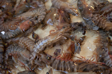 Fresh shrimp at the fish market