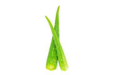 Fresh green aloe vera leaves isolated on white background with clipping path