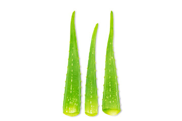 Fresh green aloe vera leaves isolated on white background with clipping path
