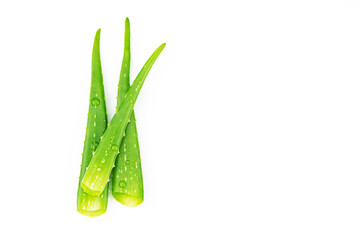 Fresh green aloe vera leaves with water drops isolated on white background