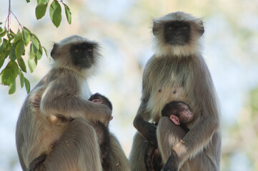 Southern plains gray langurs Semnopithecus dussumieri. Females and their cubs. Sasan. Gir...