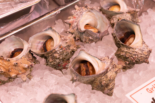 Fresh turban shell with shell before cooking