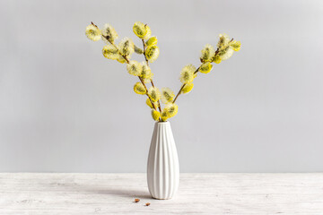 Fresh fluffy blossoming pussy willow branches in a white vase on a light background. Beautiful home decor in spring.