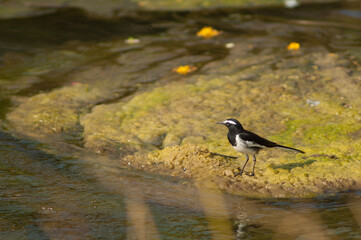 White-browed wagtail Motacilla maderaspatensis in the Hiran river. Sasan. Gir Sanctuary. Gujarat. India.