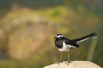 White-browed wagtail Motacilla maderaspatensis on a rock. Hiran river. Sasan. Gir Sanctuary. Gujarat. India.