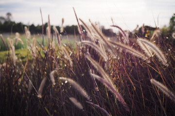 The beautiful movement of fountain grass field