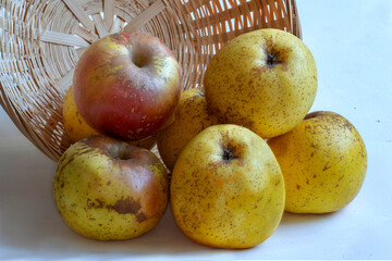 Pommes Reinette d'Armorique en gros plan dans une corbeille sur fond blanc