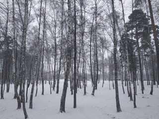 Лес и деревья зимой