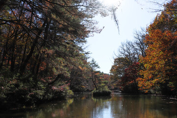 秋 紅葉 落ち着いた 綺麗 森 森林 美しい オレンジ
