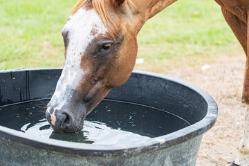Horse drinking water - landscape