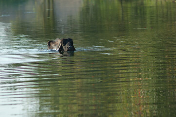 Water buffalo Bubalus bubalis in the Hiran river. Sasan. Gir Sanctuary. Gujarat. India.