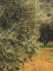 Mediterranean olive field with old olive tree ready for harvest.