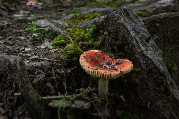Single mushroom on forest floor