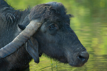 Water buffalo Bubalus bubalis in the Hiran river. Sasan. Gir Sanctuary. Gujarat. India.