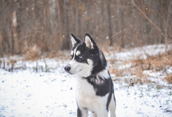 siberian husky puppy