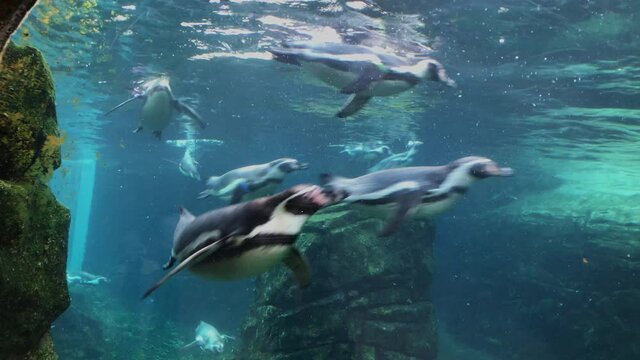 Cute penguins swimming  in Seattle zoo