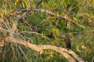 Little cormorant Microcarbo niger on a branch. Hiran river. Sasan. Gir Sanctuary. Gujarat. India.