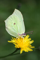 Gonepteryx rhamni, known as Common Brimstone, feeding on hawkweed