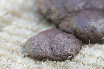 Amaurochaete atra, a slime mold from Finland with no common eglish name