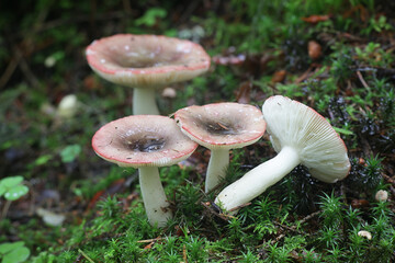 Russula atrorubens, also called Russula atropurpurea, a brittlegill from Finland with no common english name
