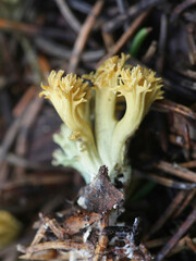 Ramaria abietina, also konown as Phaeoclavulina abietina, the green-staining coral or greening coral fungus, wild mushroom from Finland