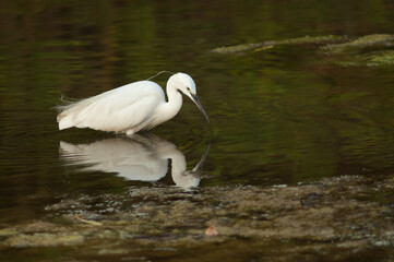 Little egret Egretta garzetta in the Hiran river. Sasan. Gir Sanctuary. Gujarat. India.
