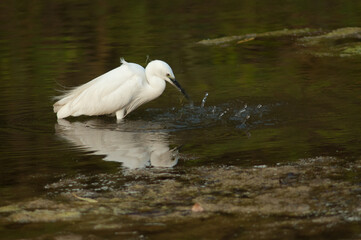 Little egret Egretta garzetta fishing in the Hiran river. Sasan. Gir Sanctuary. Gujarat. India.