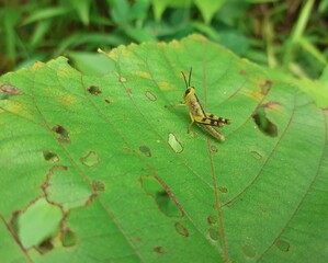 bug on a leaf