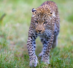 Portrait of a young leopard 