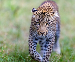 Portrait of a young leopard 