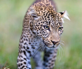 Fototapeta na wymiar Portrait of a young leopard 