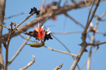 Indian white-eye Zosterops palpebrosus feeding on flowers of flame-of-the-forest Butea monosperma. Gir National Park. Gujarat. India.