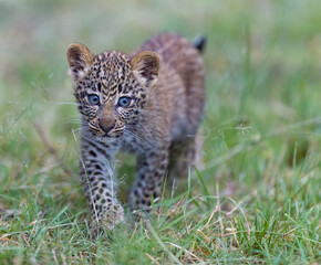 Portrait of a young leopard 