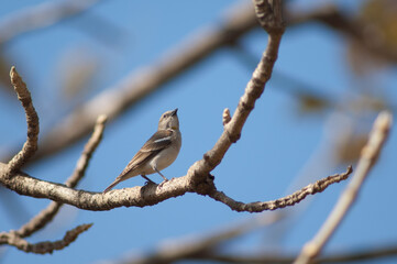 Male yellow-throated sparrow Gymnoris xanthocollis. Gir National Park. Gujarat. India.