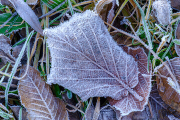 Blätter mit Raureif bei Frost in einer Wiese im Gras im Winter