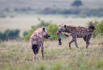 Naklejka na ściany i meble Hyena stealing food from lions