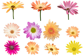 Blurred for Background.Beautiful multi color chrysanthemums as background picture.flower on...