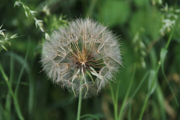 Pusteblume