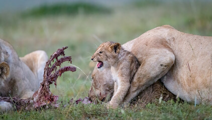 Fototapeta na wymiar Lion cubs eating and playing