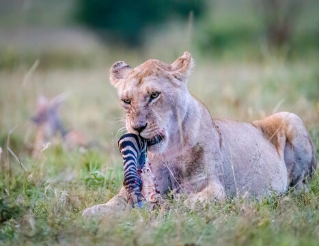 Lions eating a zebra