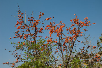 Flame-of-the-forest Butea monosperma in bloom. Gir National Park. Gujarat. India.