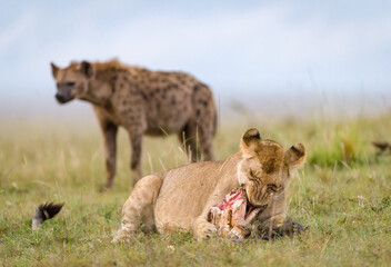 Lions eating a zebra