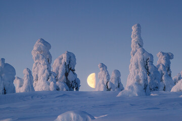 Winter Lapland and snowy trees with a huge moon on the background