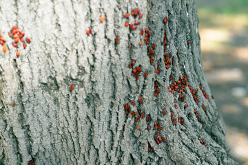 Group of red bugs on a tree. Colony of Pyrrhocoris apterus nests on the tree trunk