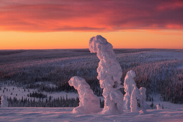 Winter cold Lapland and snowy frosty trees at sunset