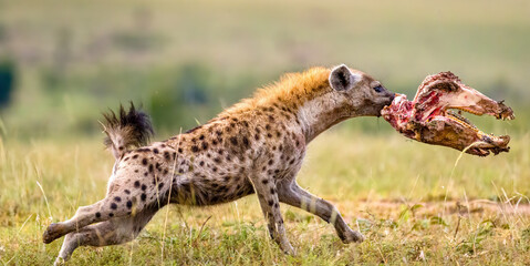 Hyena stealing food from lions